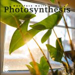 PhotosynthesisSingle